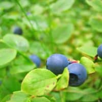 weight loss superfoods